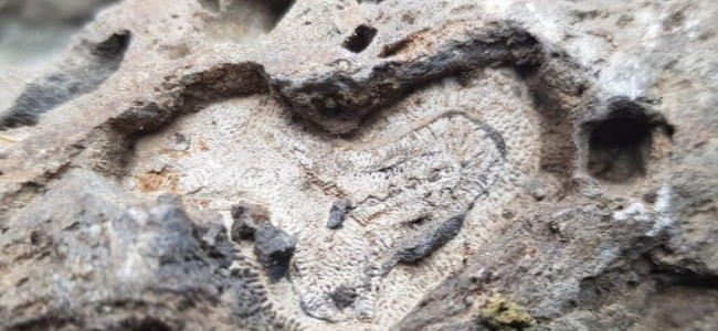 Gigantic fossil site discovered in Aharbal area  Gigantic fossil site discovered in Aharbal area