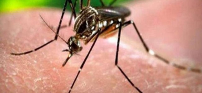 Maharashtra Reports Its 1st Case Of Zika Virus After A 50-Year-Old Woman Tests Positive