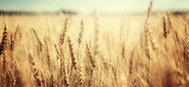 Centre hikes minimum support price of wheat as farmers continue to protest Centre hikes minimum support price of wheat as farmers continue to protest