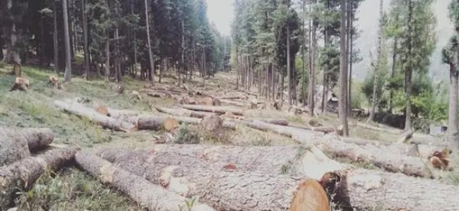 Controversy erupts over the cutting of trees in Aloosa forests