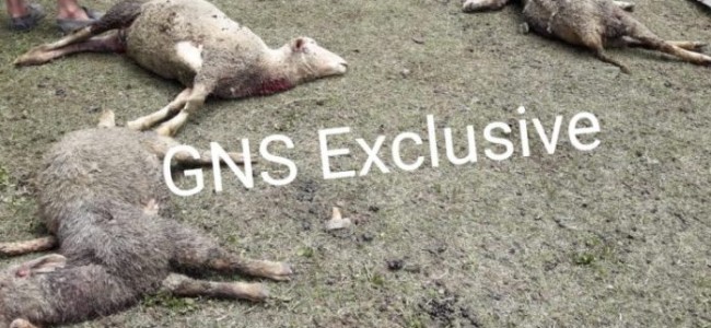 Leopards Kills 6 Sheep, As Many Others Missing Leopards Kills 6 Sheep, As Many Others Missing