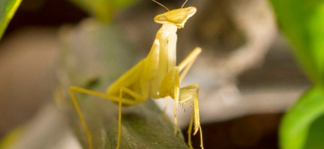 Climate, big agriculture slashing insect populations ‘by half’ Climate, big agriculture slashing insect populations ‘by half’