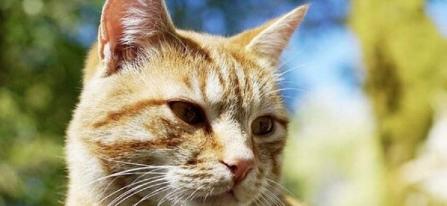 First case of cat-to-human Covid transfer reported First case of cat-to-human Covid transfer reported