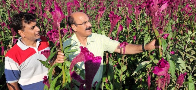 Director Agriculture visits Harwan area of Srinagar Director Agriculture visits Harwan area of Srinagar