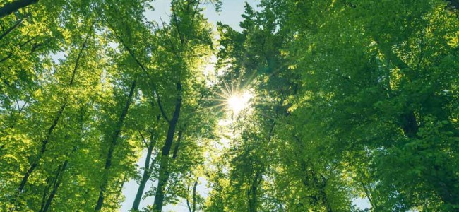 Centre may allow compensatory afforestation in neighbouring states for forest land diverted in Delhi Centre may allow compensatory afforestation in neighbouring states for forest land diverted in Delhi
