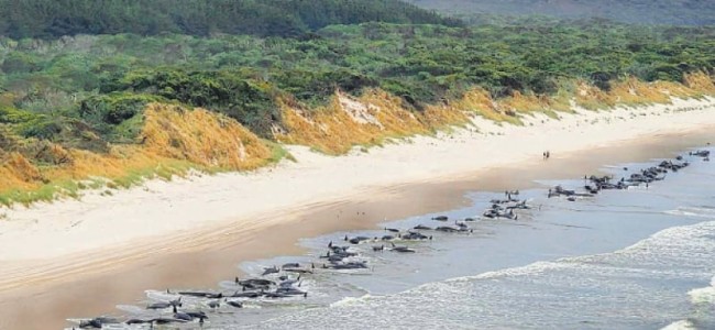 230 pilot whales stranded in Australia, ‘about half’ feared dead