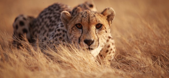 Madhya Pradesh: 8 cheetahs to be brought by air to Kuno National Park on September 17 Madhya Pradesh: 8 cheetahs to be brought by air to Kuno National Park on September 17