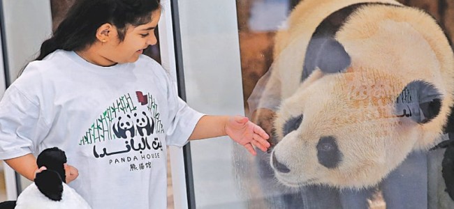 Qatar gets Middle East’s first pandas Qatar gets Middle East’s first pandas