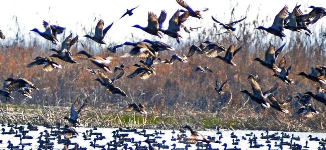 Migratory birds start arriving at wetlands in the Kashmir valley Migratory birds start arriving at wetlands in the Kashmir valley