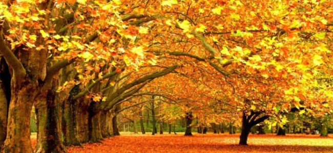 Miscreants set Chinar Tree on fire in Sopore Miscreants set Chinar Tree on fire in Sopore