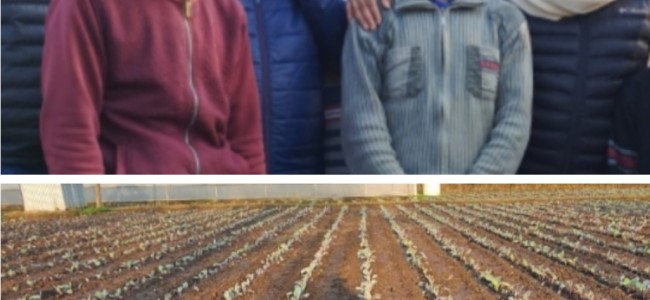 Director Agriculture Kashmir visits Vegetable farm Sumbal, Bandipora Director Agriculture Kashmir visits Vegetable farm Sumbal, Bandipora