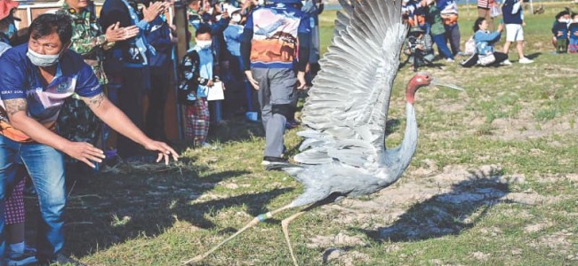 Fly away home: Rare Eastern Sarus cranes released in Thailand