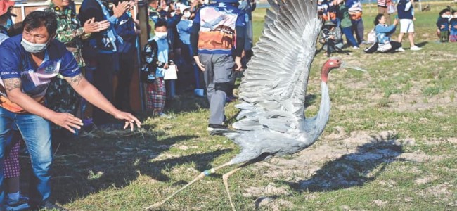 Fly away home: Rare Eastern Sarus cranes released in Thailand Fly away home: Rare Eastern Sarus cranes released in Thailand