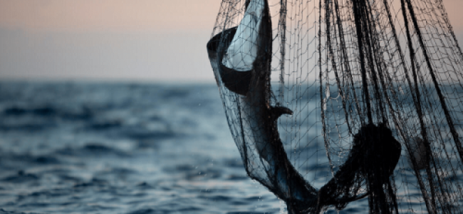 Eating one wild fish same as month of drinking tainted water: study Eating one wild fish same as month of drinking tainted water: study
