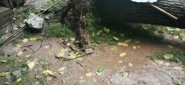 Hailstorm wreaks orchards, crops across north Kashmir Hailstorm wreaks orchards, crops across north Kashmir