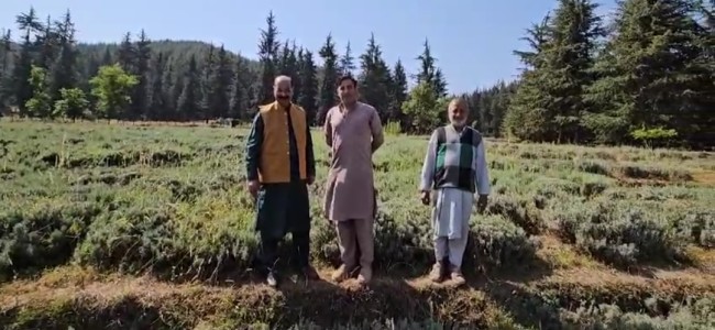 Director Agriculture visits Lavender farm Argicheck Pulwama Director Agriculture visits Lavender farm Argicheck Pulwama