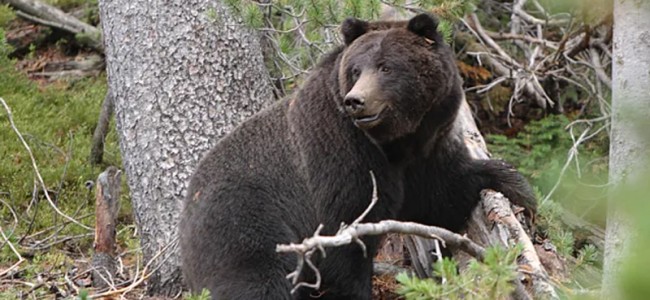 Govt Allows Hunt Of Aggressive Black Bear in Poonch District Govt Allows Hunt Of Aggressive Black Bear in Poonch District